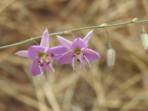 Dichopogon fimbriatus (Nodding chocolate lily) — photo