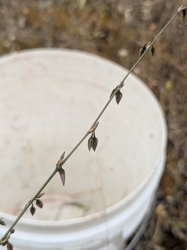 Dichopogon fimbriatus
