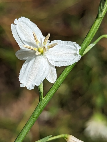Dichopogon strictus (Chocolate lily) — photo