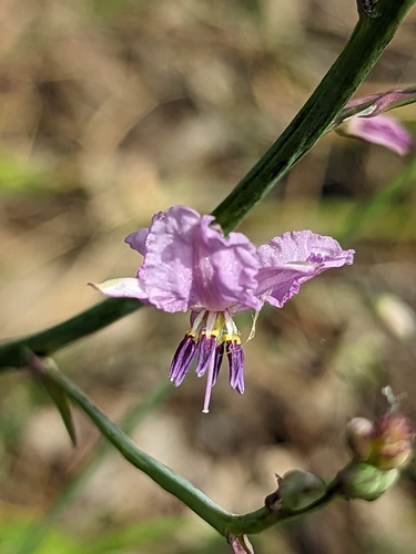 Dichopogon strictus (Chocolate lily) — photo