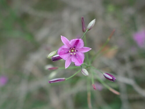 Dichopogon strictus