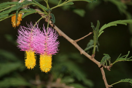 Dichrostachys cinerea