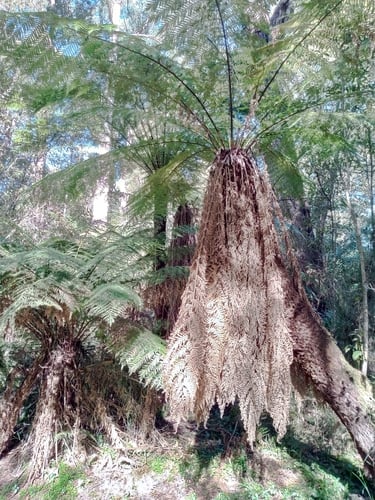 Dicksonia antarctica (Soft tree fern) — photo