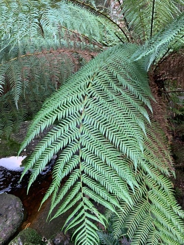 Dicksonia antarctica (Soft tree fern) — photo