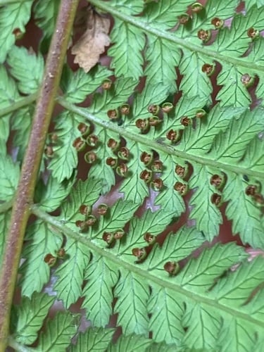 Dicksonia antarctica