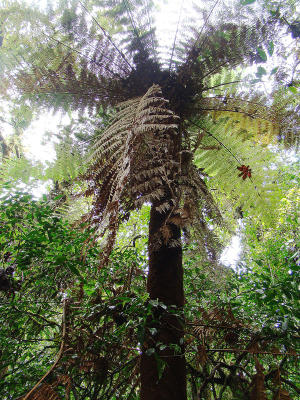 Dicksonia grandis