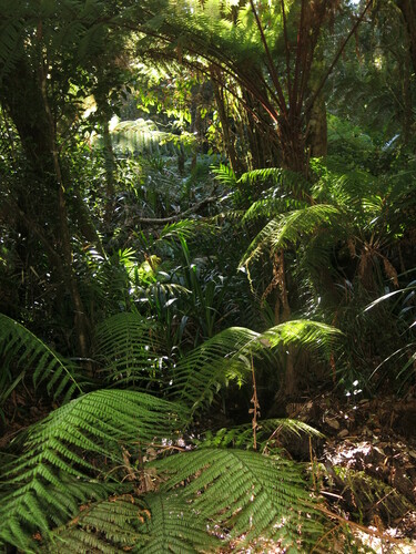 Dicksonia herbertii (Bristly tree fern) — photo