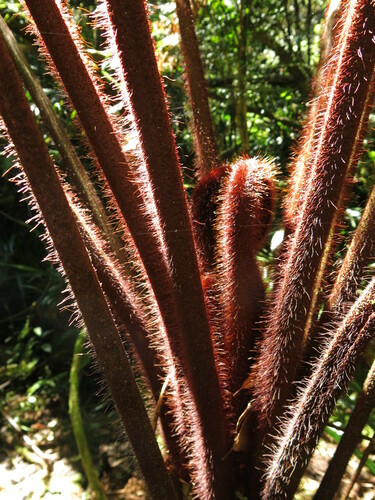 Dicksonia herbertii (Bristly tree fern) — photo