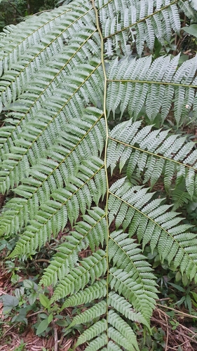Dicksonia sellowiana — photo