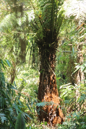 Dicksonia sellowiana — photo