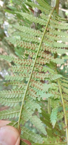 Dicksonia sellowiana