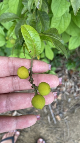 Diclidanthera laurifolia (Ibatirama) — photo