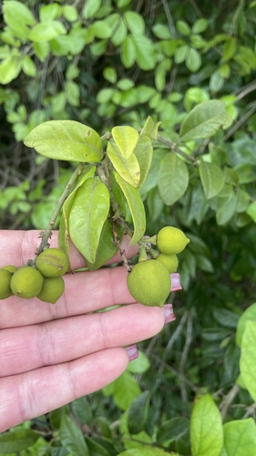 Diclidanthera laurifolia (Ibatirama) — photo