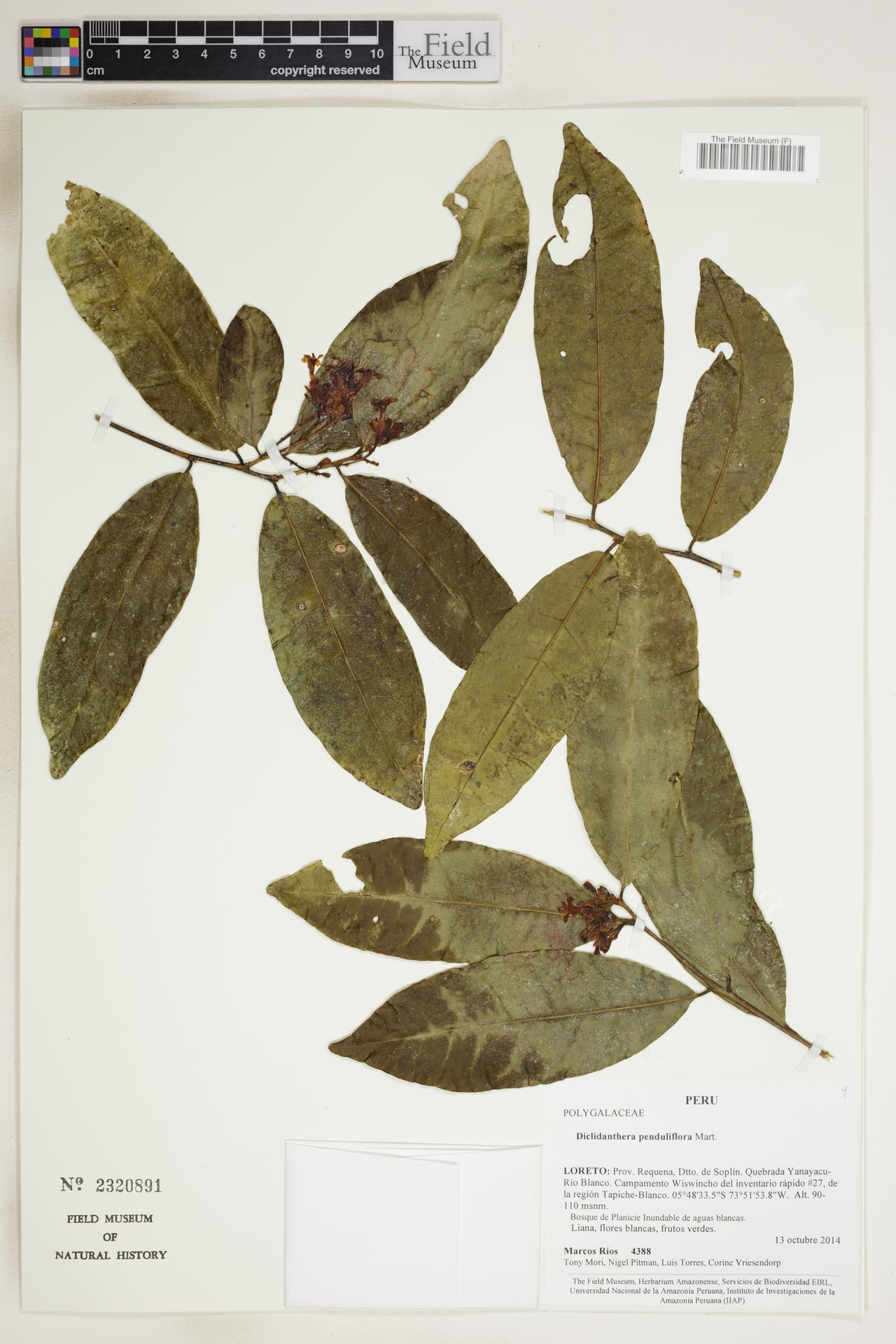 Diclidanthera penduliflora — photo
