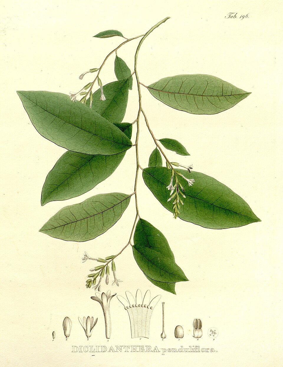 Diclidanthera penduliflora
