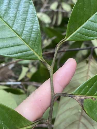 Diclinanona tessmannii — photo