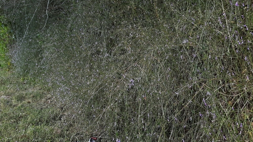 Dicliptera cernua — photo