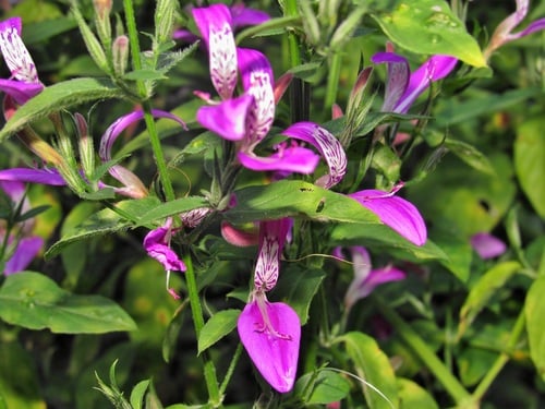 Dicliptera cernua