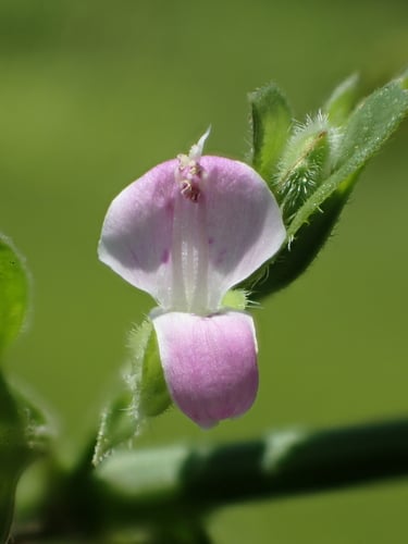 Dicliptera chinensis