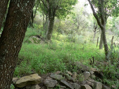 Dicliptera clinopodia — photo