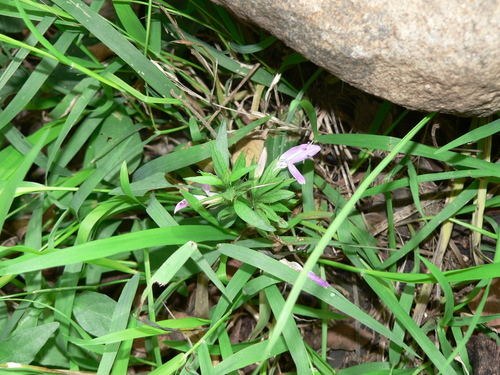 Dicliptera clinopodia — photo