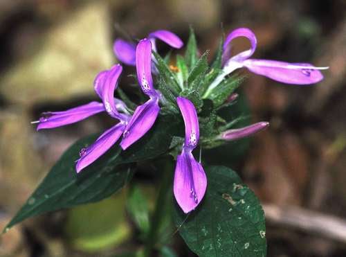 Dicliptera clinopodia