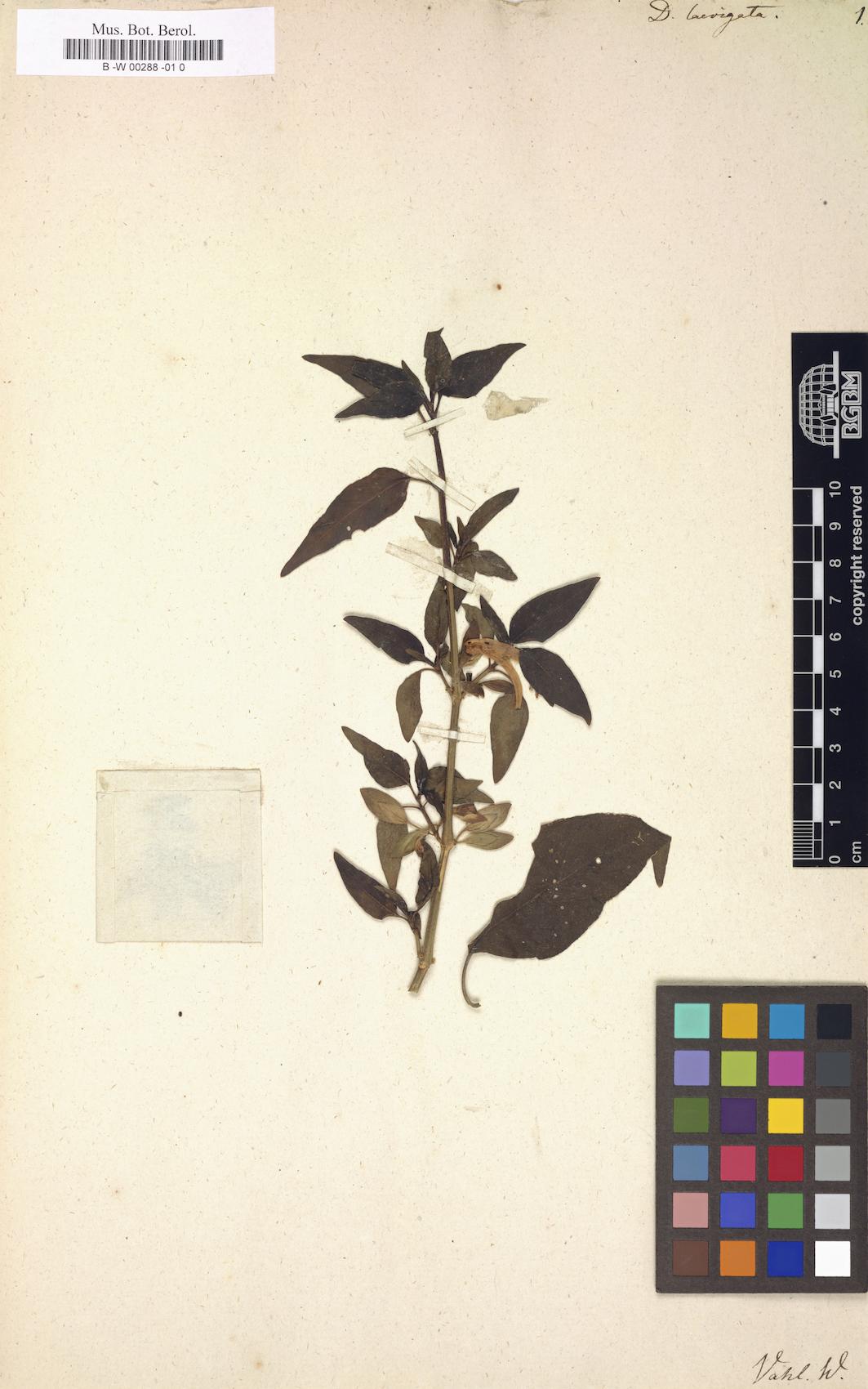 Dicliptera falcata (Pinten) — photo