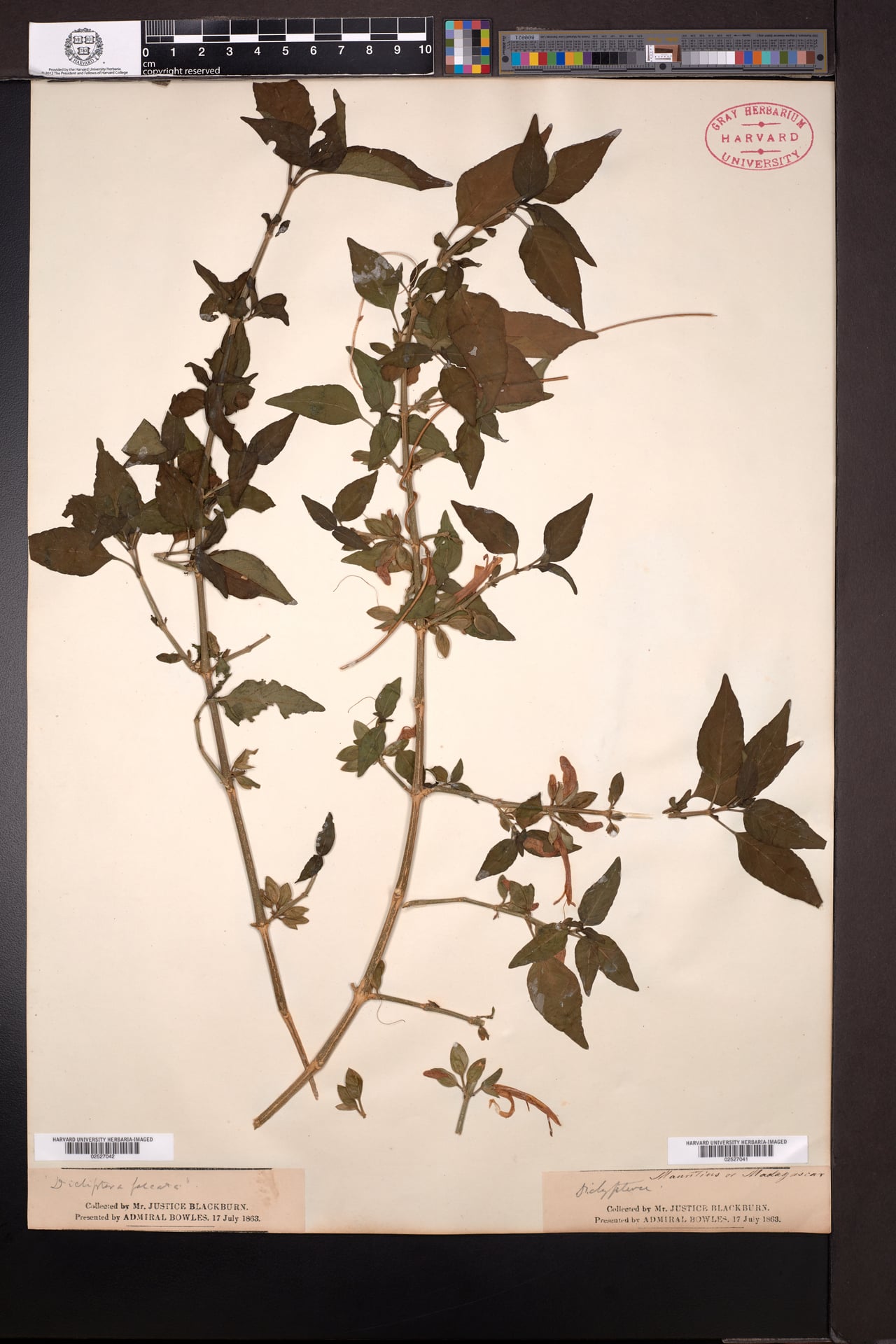 Dicliptera falcata (Pinten) — photo