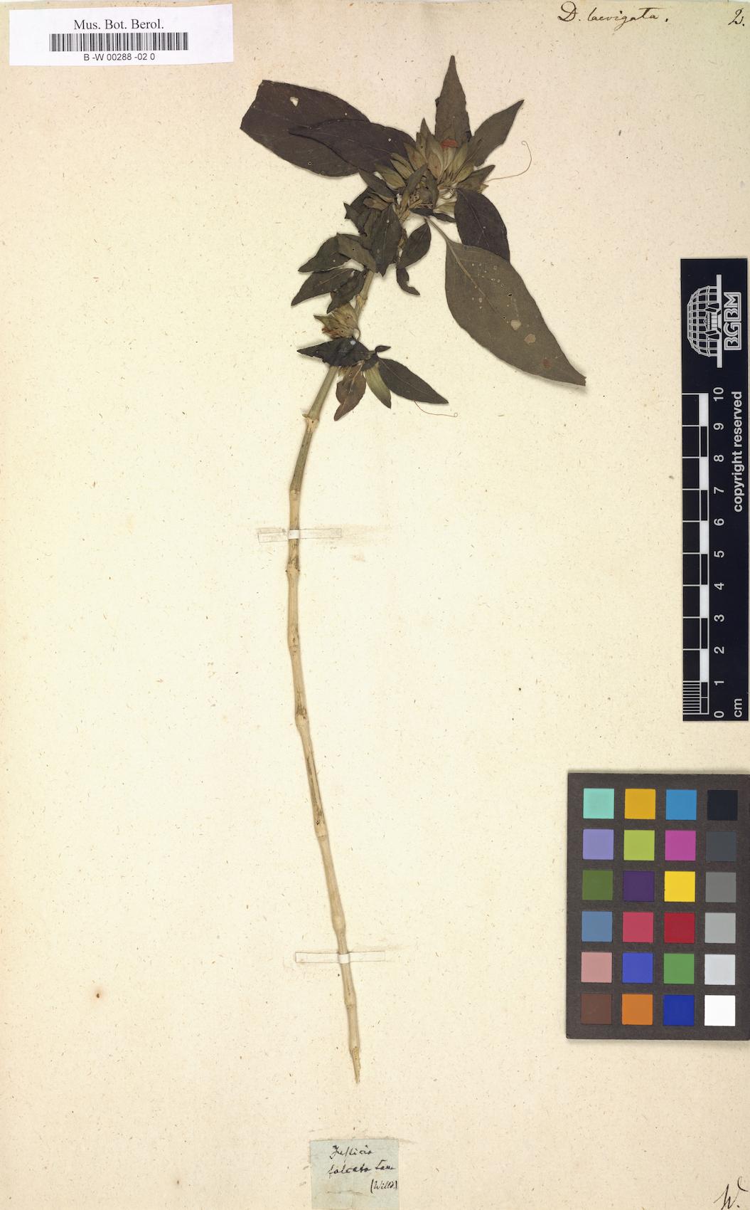 Dicliptera falcata