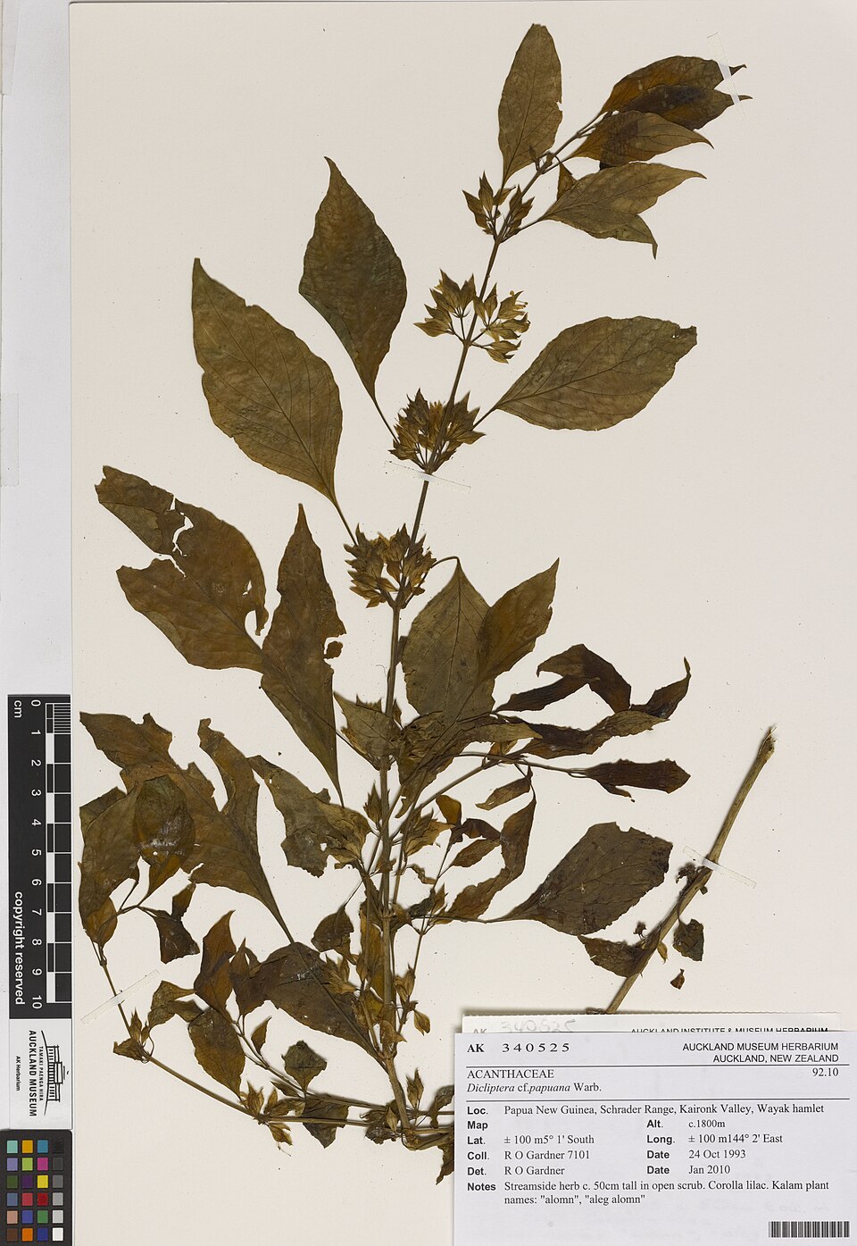 Dicliptera papuana (Kabanga) — photo