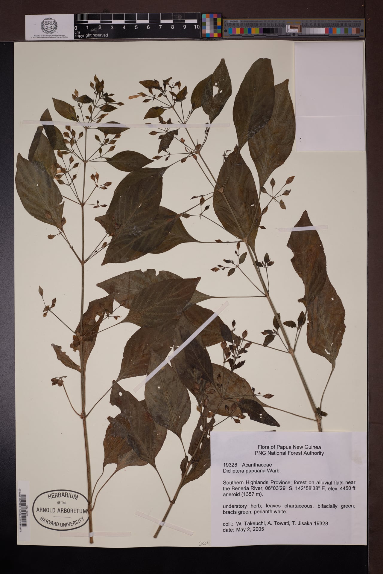 Dicliptera papuana (Kabanga) — photo