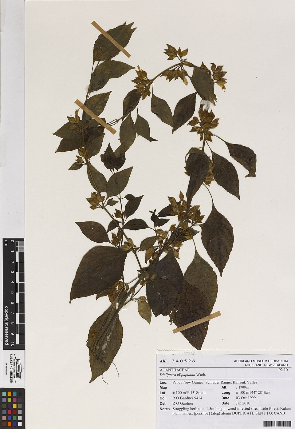 Dicliptera papuana