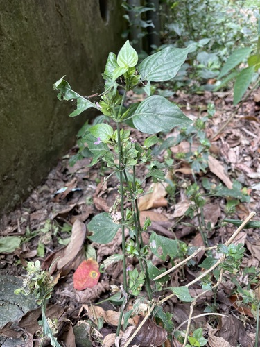 Dicliptera roxburghiana