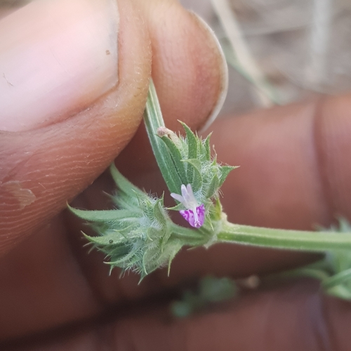 Dicliptera verticillata