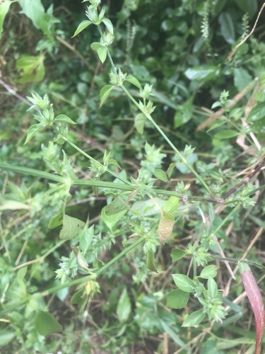 Dicliptera verticillata — photo