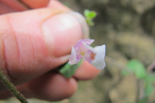 Diclis reptans (Dwarf snapdragon) — photo