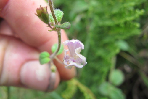 Diclis reptans (Dwarf snapdragon) — photo
