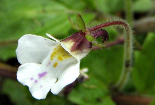 Diclis reptans
