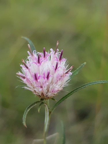 Dicoma anomala