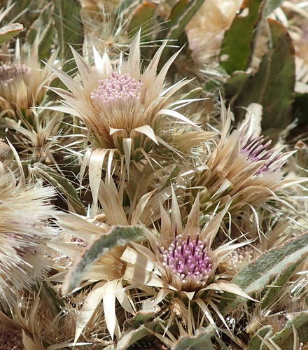 Dicoma capensis