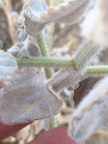 Dicoria canescens (Desert twinbugs) — photo