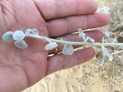 Dicoria canescens (Desert twinbugs) — photo