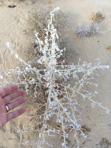 Dicoria canescens