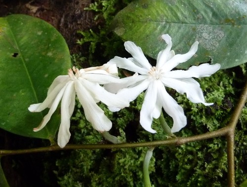Dicranolepis persei