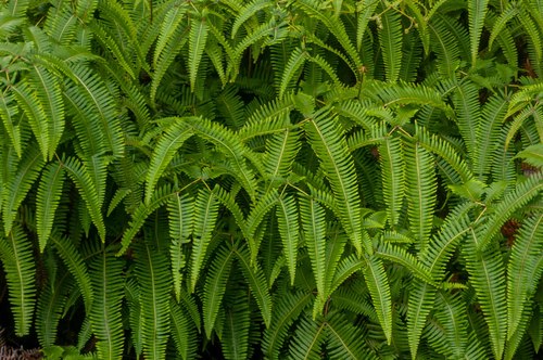 Dicranopteris linearis (Scrambling fern) — photo