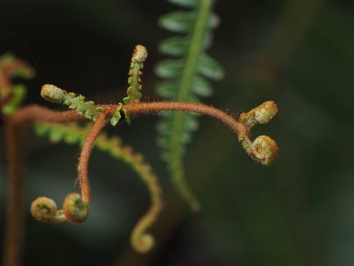 Dicranopteris linearis (Scrambling fern) — photo