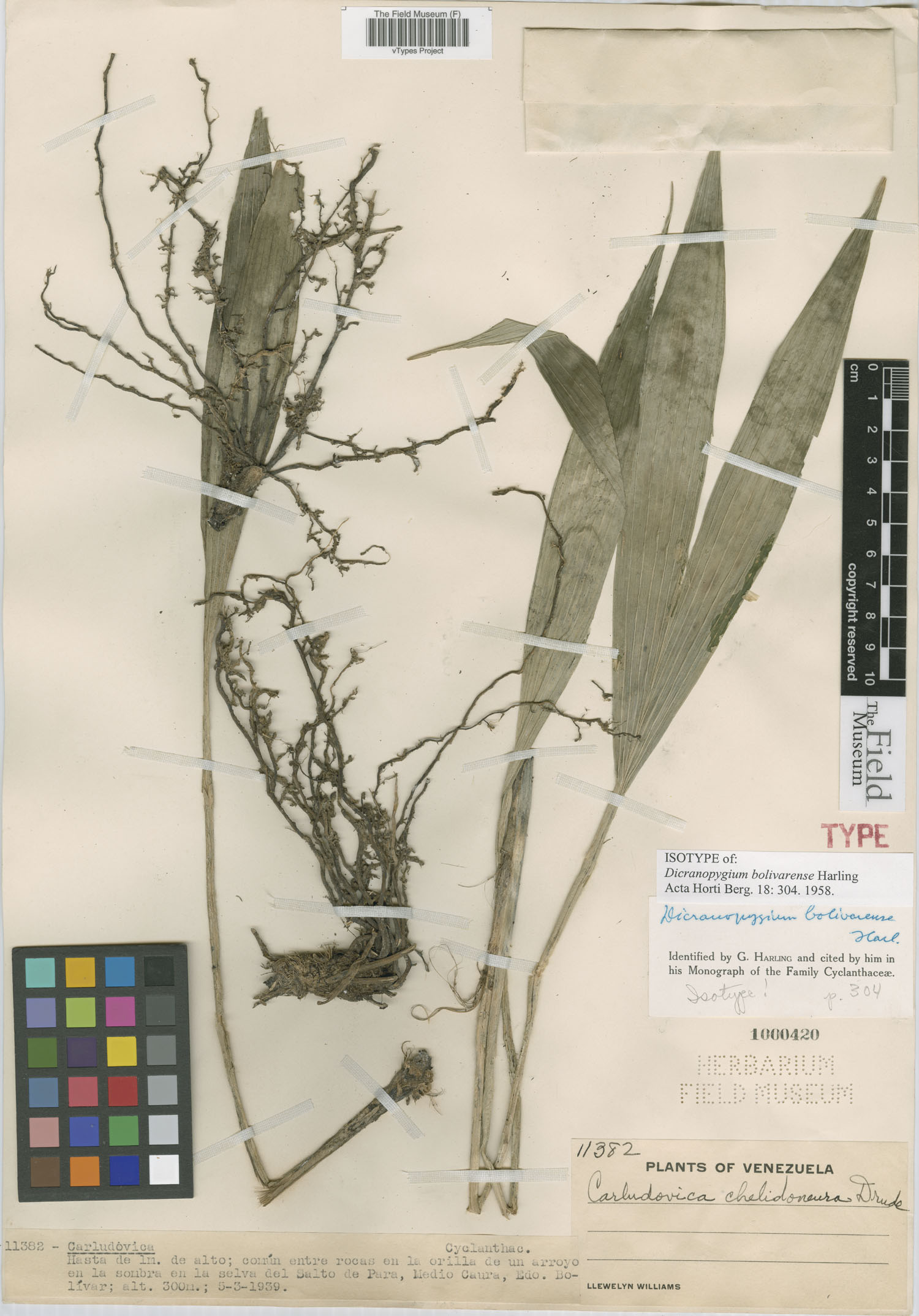 Dicranopygium bolivarense — photo