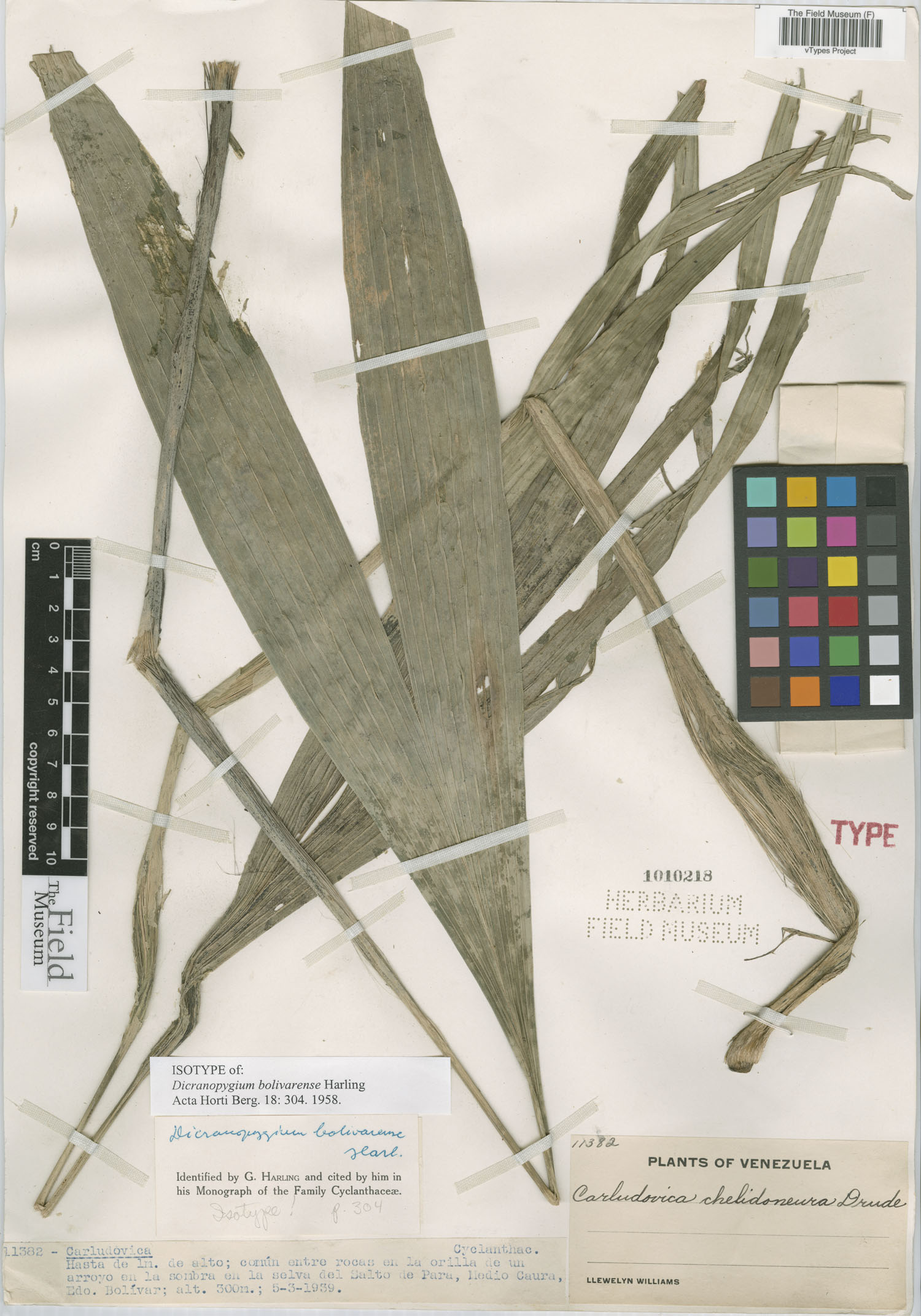 Dicranopygium bolivarense