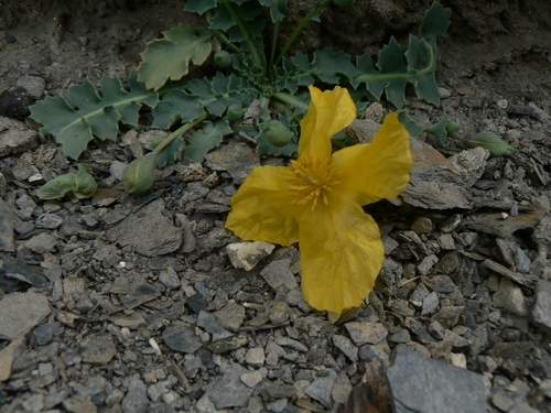 Dicranostigma lactucoides — photo