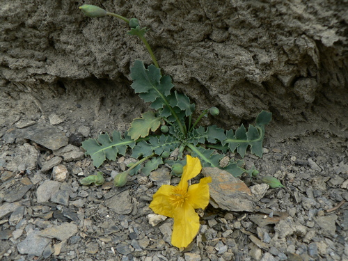 Dicranostigma lactucoides — photo
